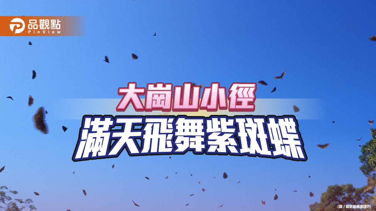大崗山小徑湧現大量紫斑蝶  愛蝶人士籲賞蝶物打擾