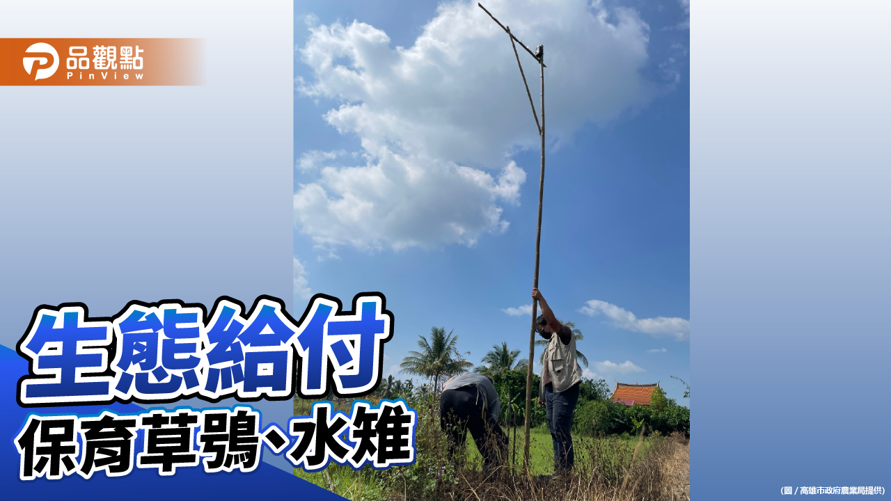 保育瀕危及棲地生態 高市農業局力推草鴞、水雉生態給付方案