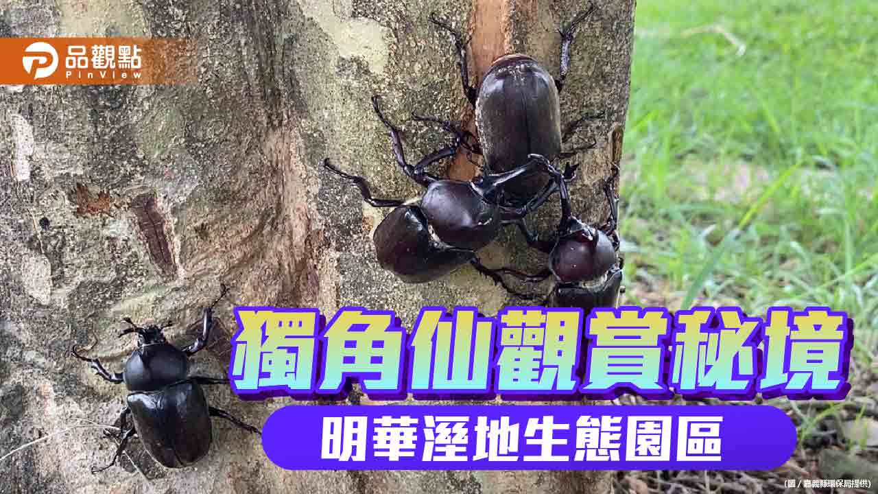 獨角仙繁殖期  大林明華濕地成觀賞秘境