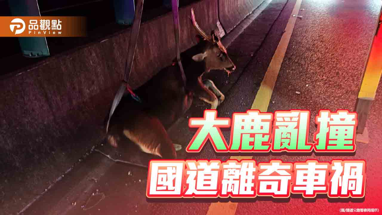 大水鹿夜闖國道  遭自小客煞車不及撞擊