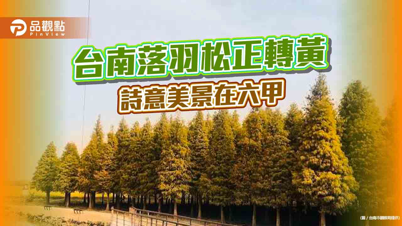 台南六甲黃金落羽松秋天現！賞松、烤肉、文化行親子同遊