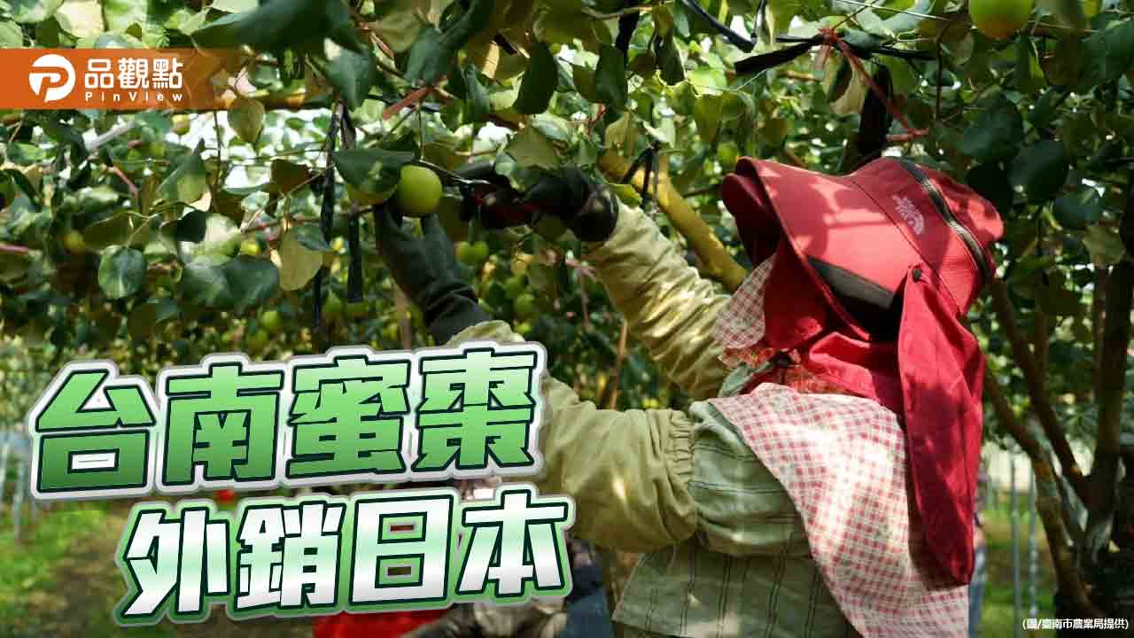 台南蜜棗正得時！首批外銷1.5噸 搶攻日本市場