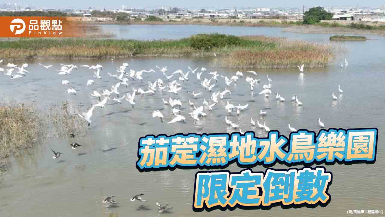 候鳥過冬進入尾聲  茄萣濕地冬日水鳥樂園限定倒數