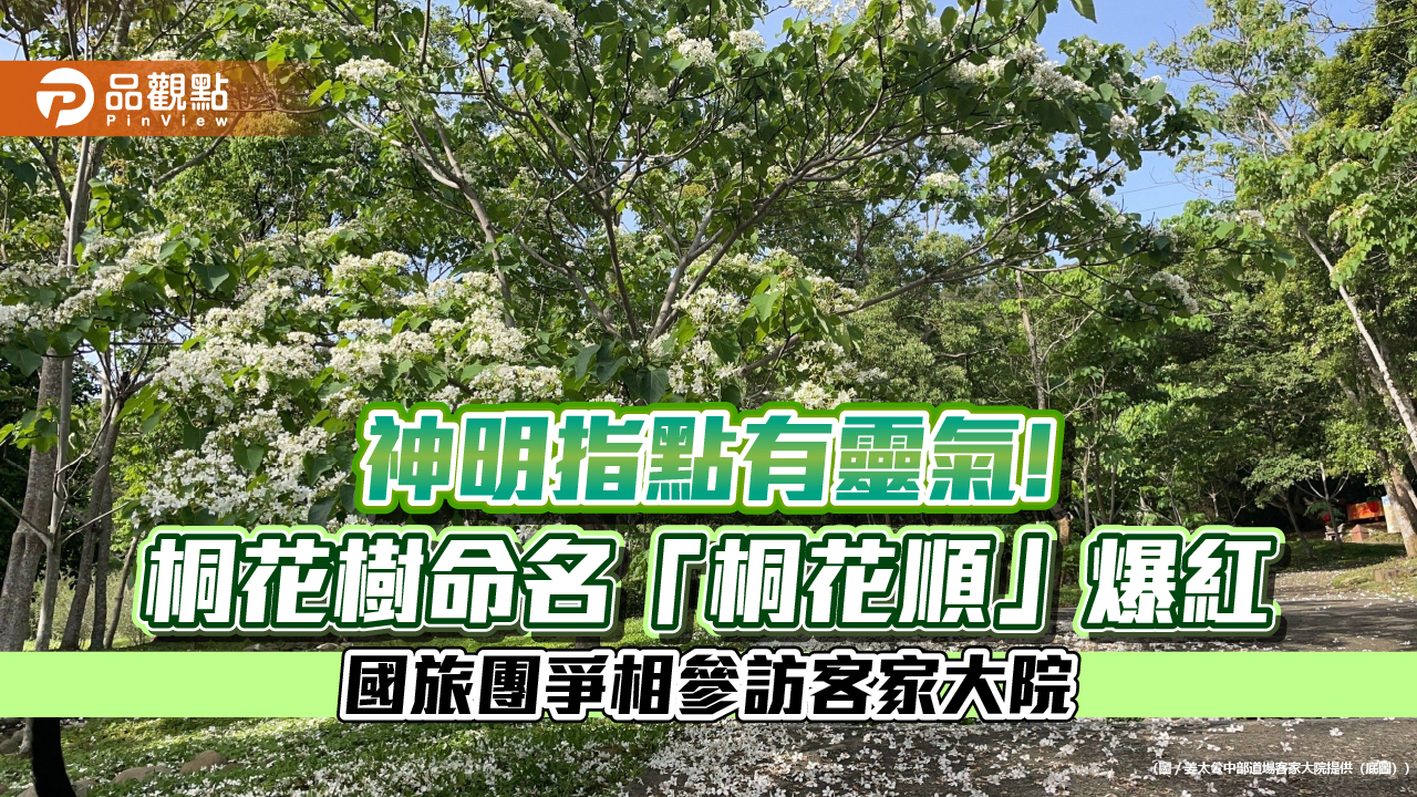 神明指點有靈氣！桐花樹命名「桐花順」爆紅 國旅團爭相參訪客家大院