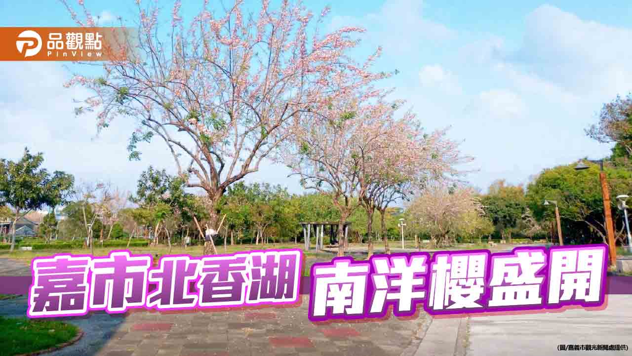 諸羅八景北香湖南洋櫻盛開  市區賞櫻休閒好去處