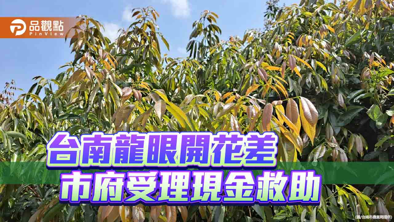 台南龍眼開花差引立委關注！市府受理現金救助申請