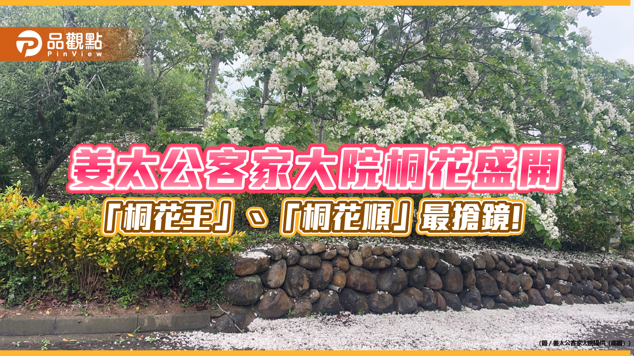 姜太公客家大院桐花盛開 「桐花王」、「桐花順」最搶鏡！