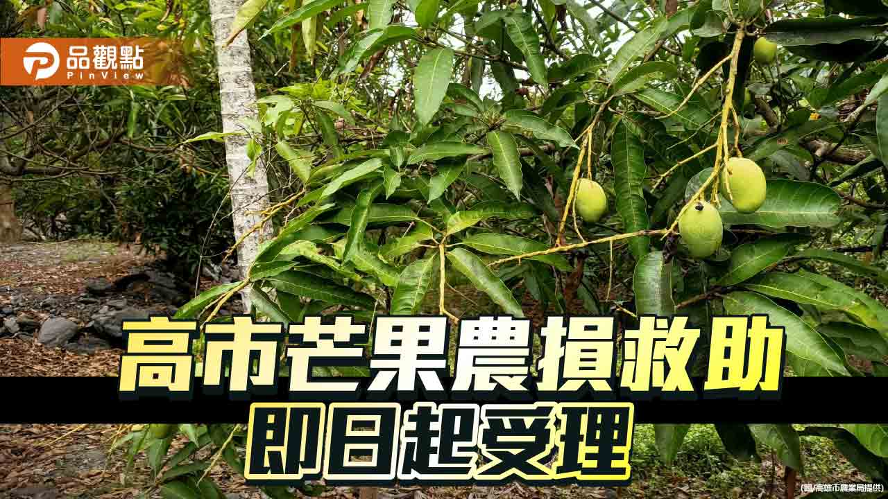 溫差影響 部分芒果開花著果不佳 高市農損救助即日起受理