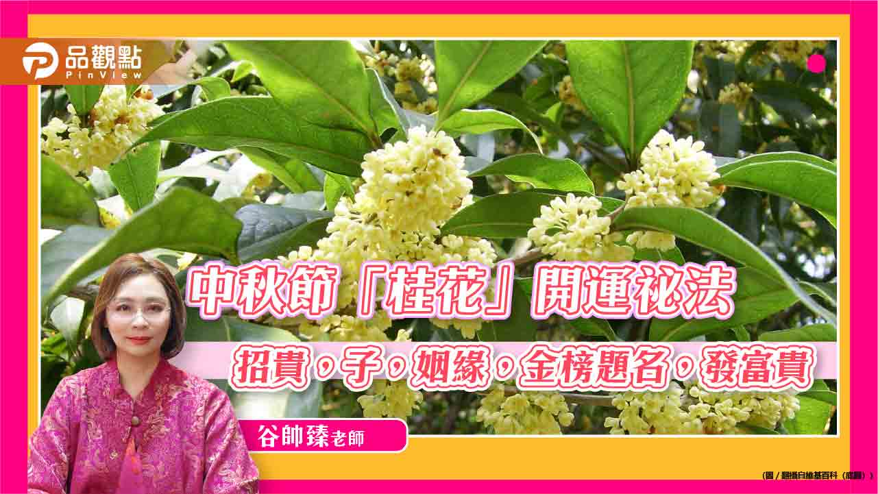 中秋節「桂花」開運祕法：招貴，子，姻緣，金榜題名，發富貴 !