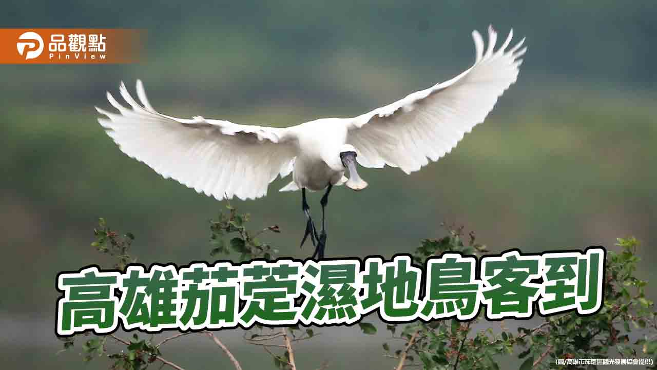 候鳥南飛高雄茄萣濕地鳥客到   黑面琵鷺為賞鳥季揭開序幕