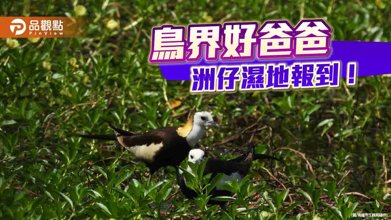 高雄洲仔濕地上演水雉育雛劇　雄鳥溫柔守護成母親節最美身影