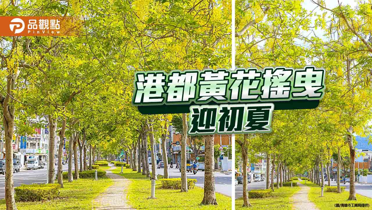 高雄阿勃勒花開如詩　街頭綻放金色戀曲