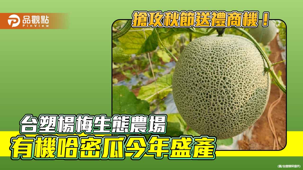 台塑楊梅農場栽種哈密瓜7年有成　今年甜度提升到最高17度！    