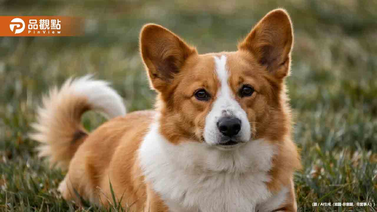 手搖飲加盟主暴打15歲失智柯基！怒嗆「安樂死」影片瘋傳引公憤