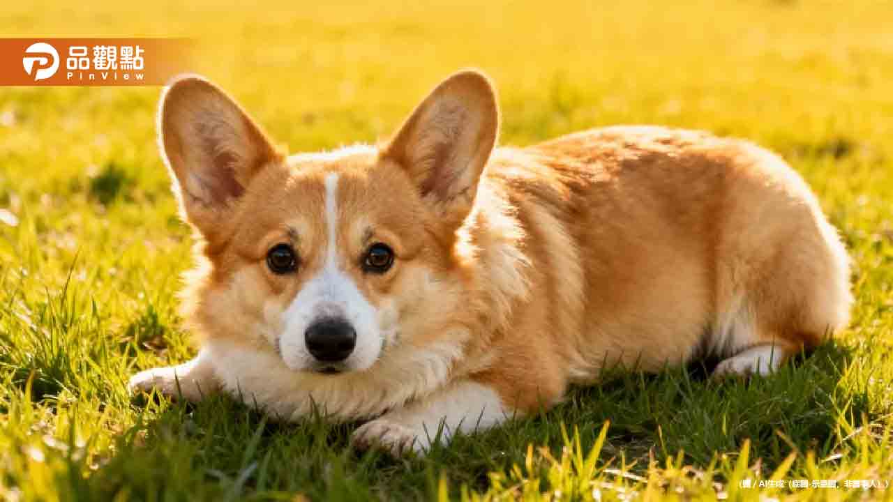 虐打15歲柯基還嗆安樂死！手搖飲老闆道歉反遭打臉「影片都有拍到」