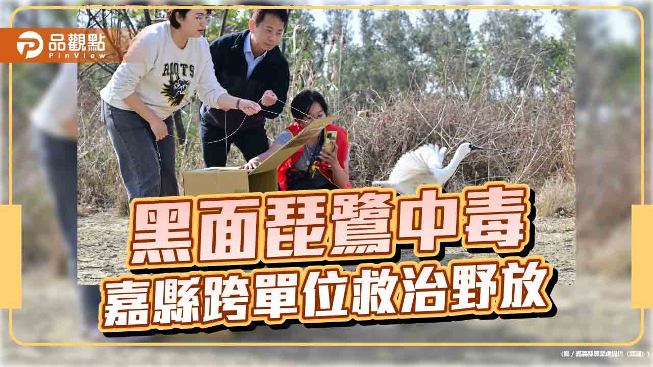 黑面琵鷺疑中毒獲救 嘉義縣跨單位搶救完成野放