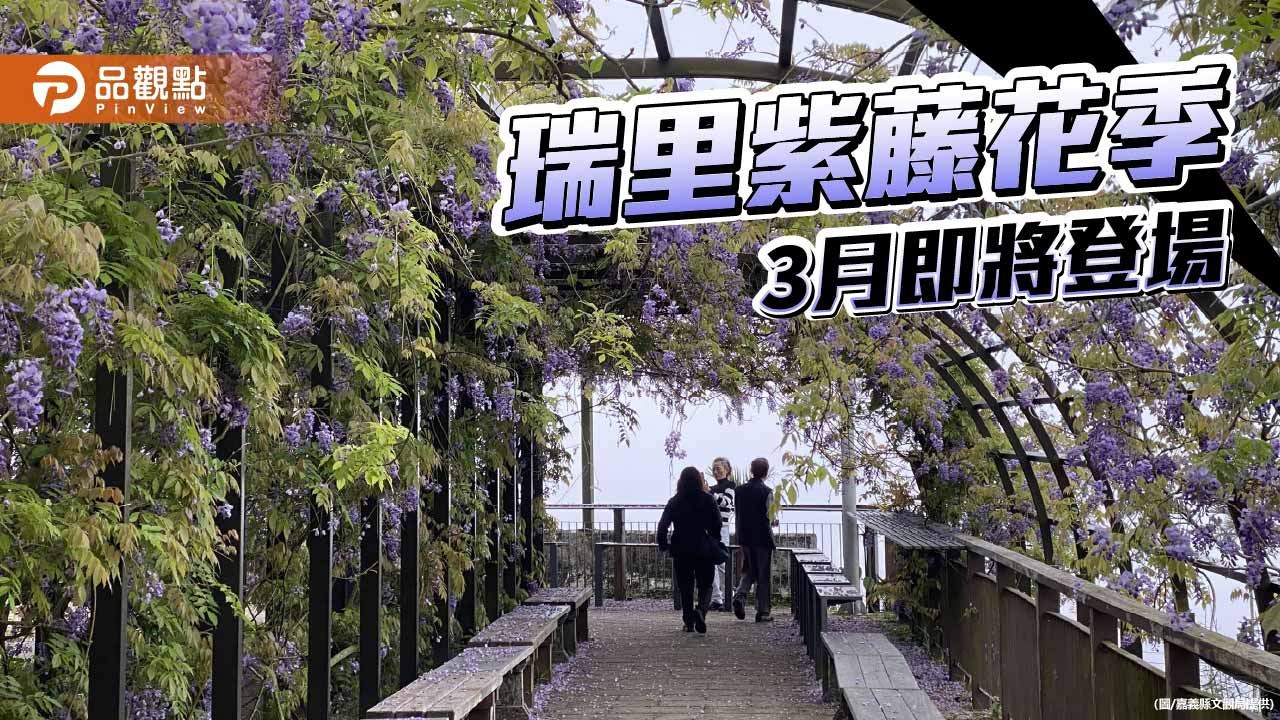 瑞里紫藤花季3月登場 嘉義山城邀遊客慢旅賞花
