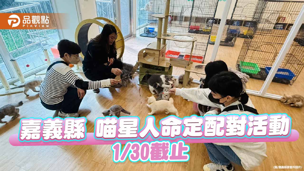 嘉義縣喵星人命定配對倒數　限定縣民認養30日截止
