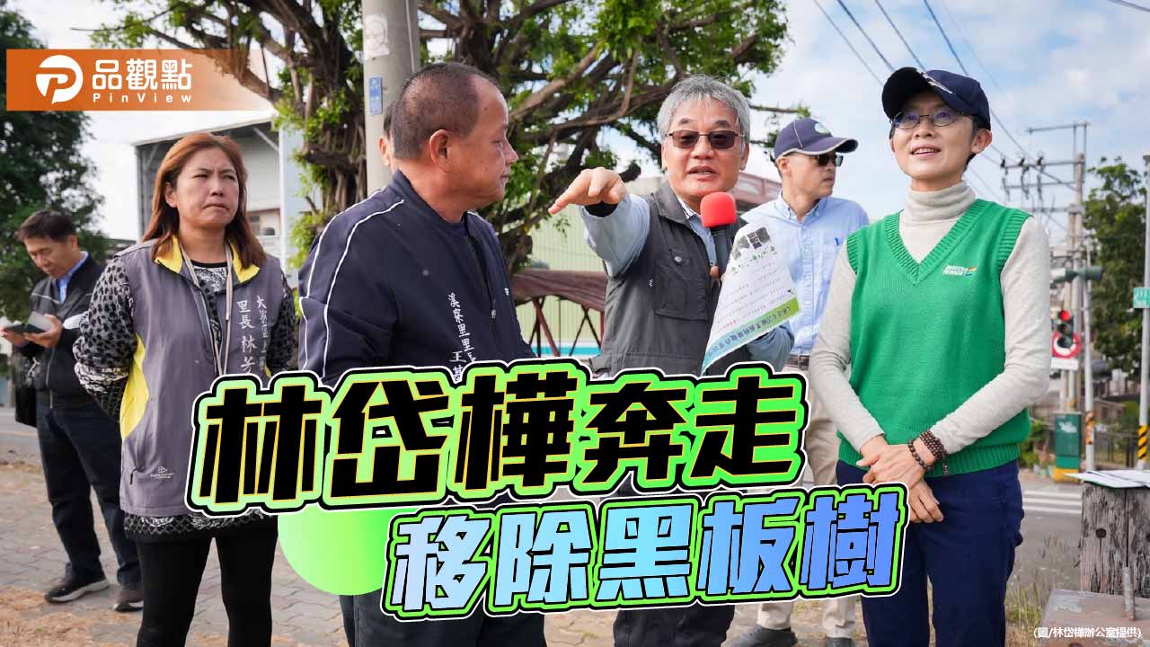 黑板樹分批移除 林岱樺:將民怨變改善進度表