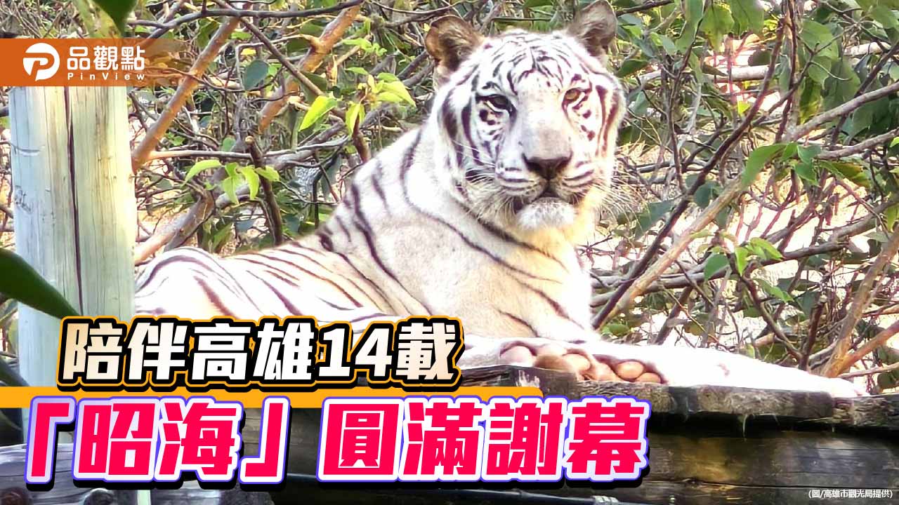 壽山動物園白老虎「昭海」19歲辭世　14載陪伴高雄市民走入回憶