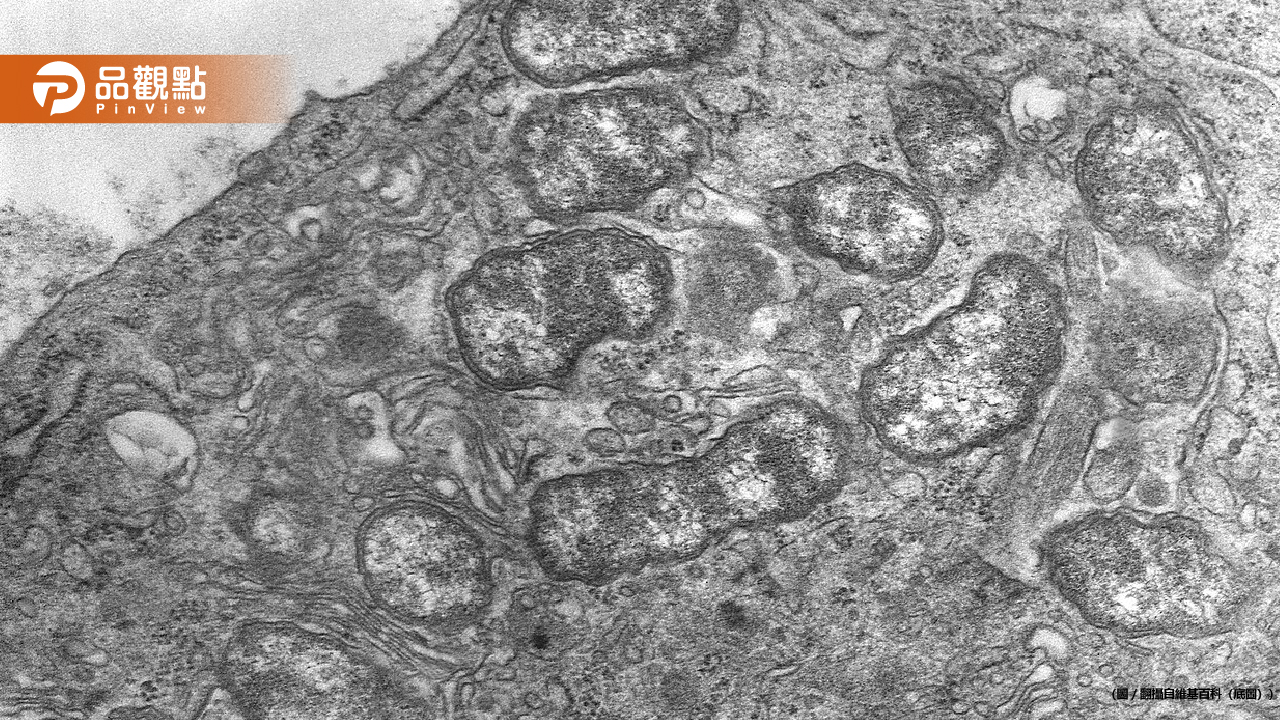 全身起紅疹！男童露營後高燒39度確診恙蟲病