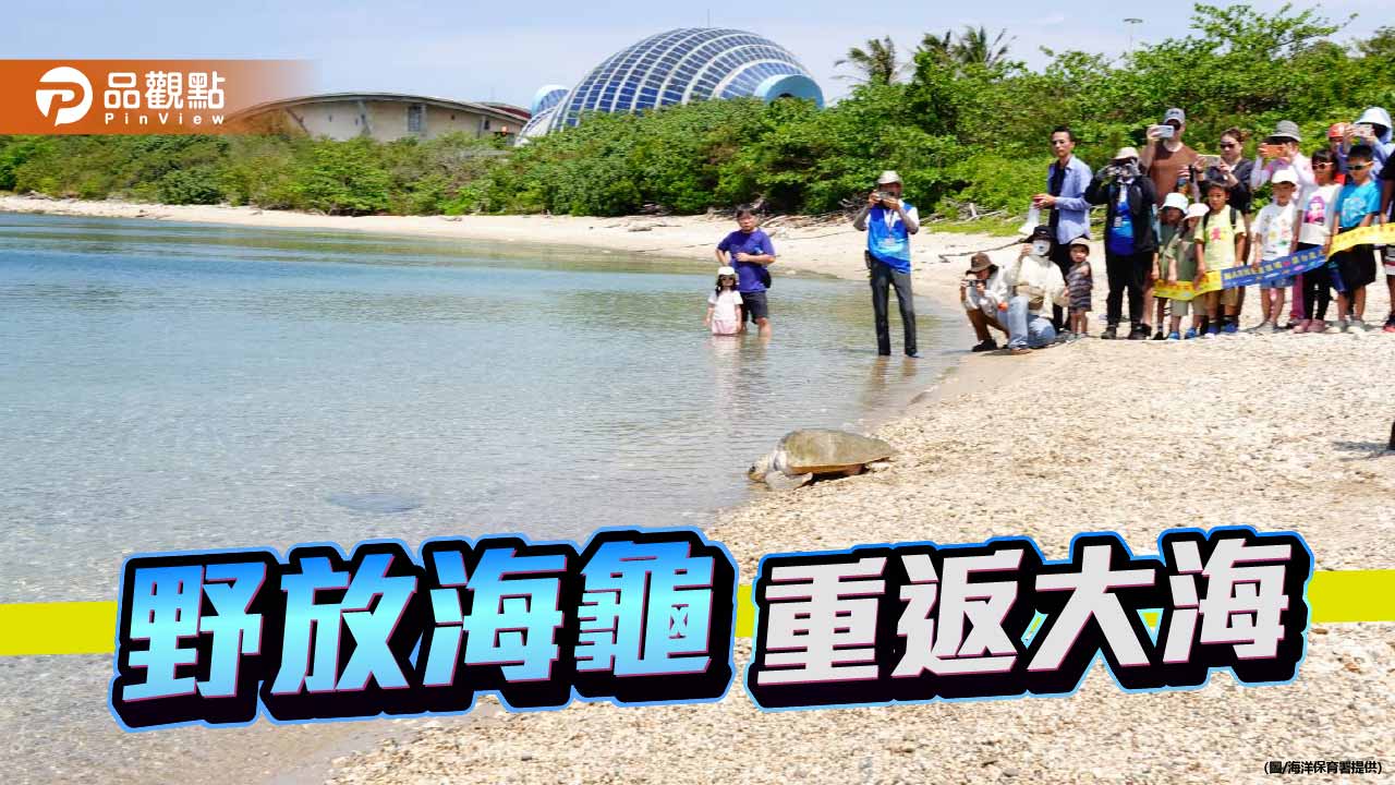 野放海龜重返大海　跨域救援鏈守護生命回家路