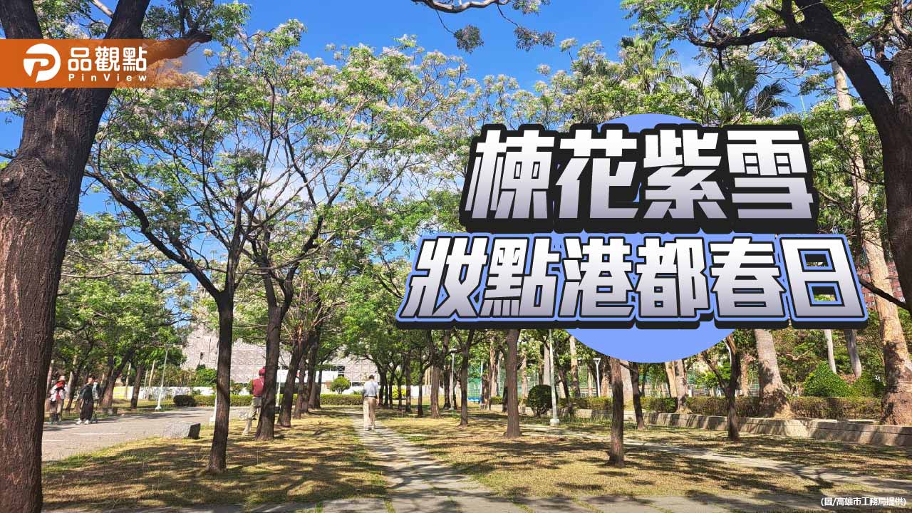 苦楝花開染紫高雄　春日城市景觀添詩意