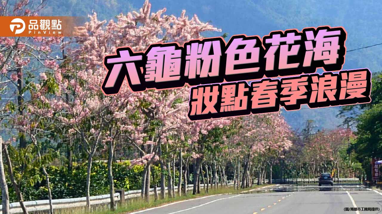 六龜台27甲線花旗木盛開　粉色花海綿延成春季限定美景