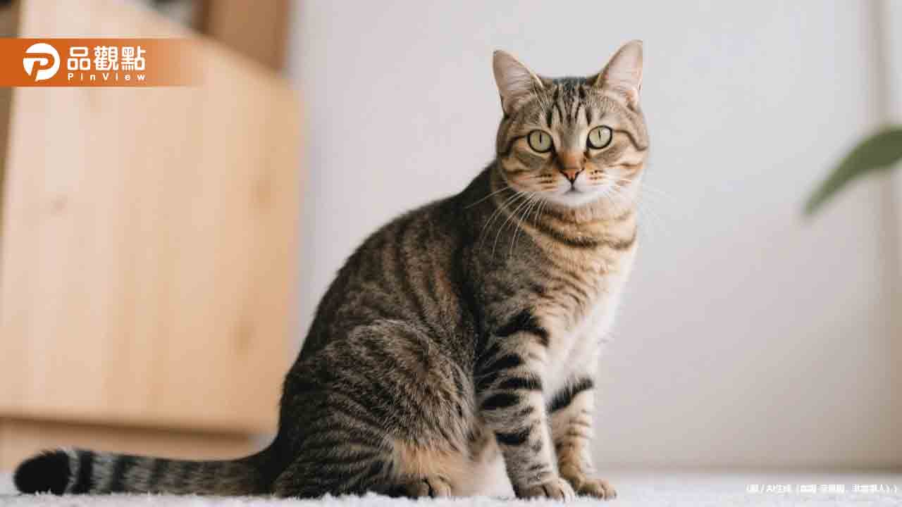 貓派勝出！全台家貓174萬隻！首度超越家犬 
