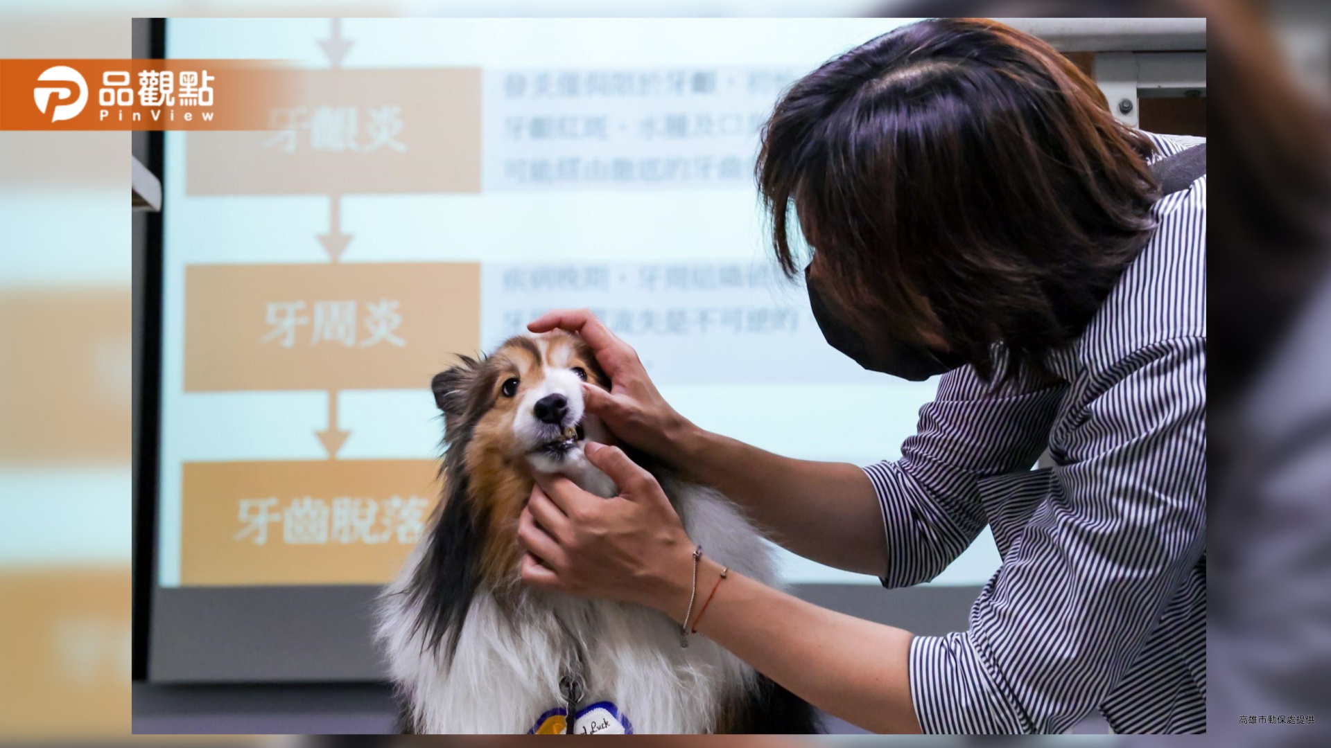 高雄推毛孩口腔保健教育　犬貓牙科講座吸引飼主熱烈參與