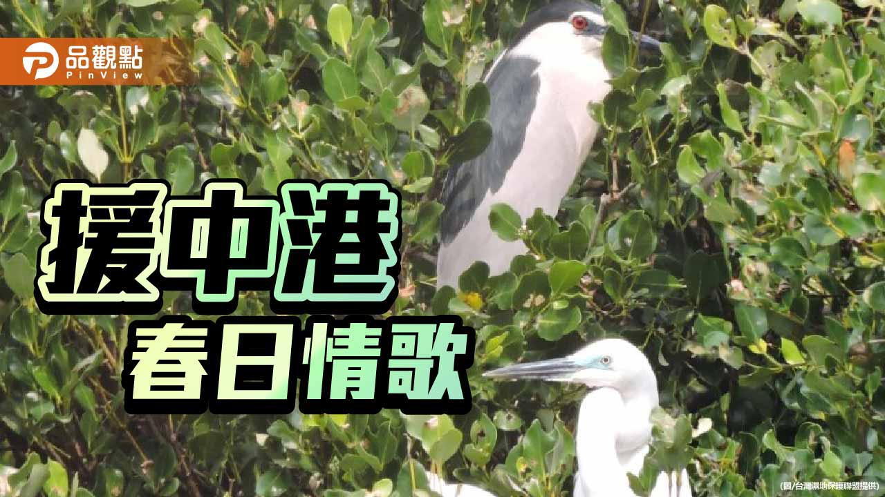 援中港濕地迎繁殖季　鷺科鳥築巢求偶上演春日生態劇