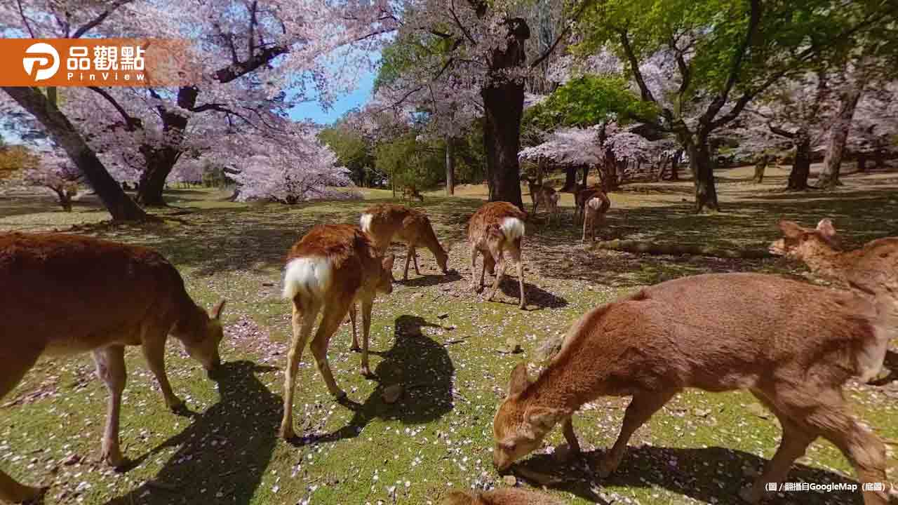 遊客硬騎骨折奈良鹿拍照！志工怒批「虐待不可原諒」