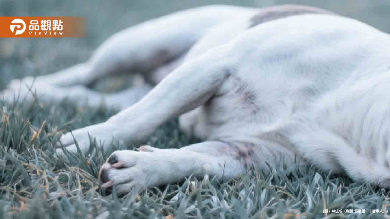 屏東法鬥慘死草叢！全身壁蝨皮膚潰爛 飼主恐面臨200萬重罰