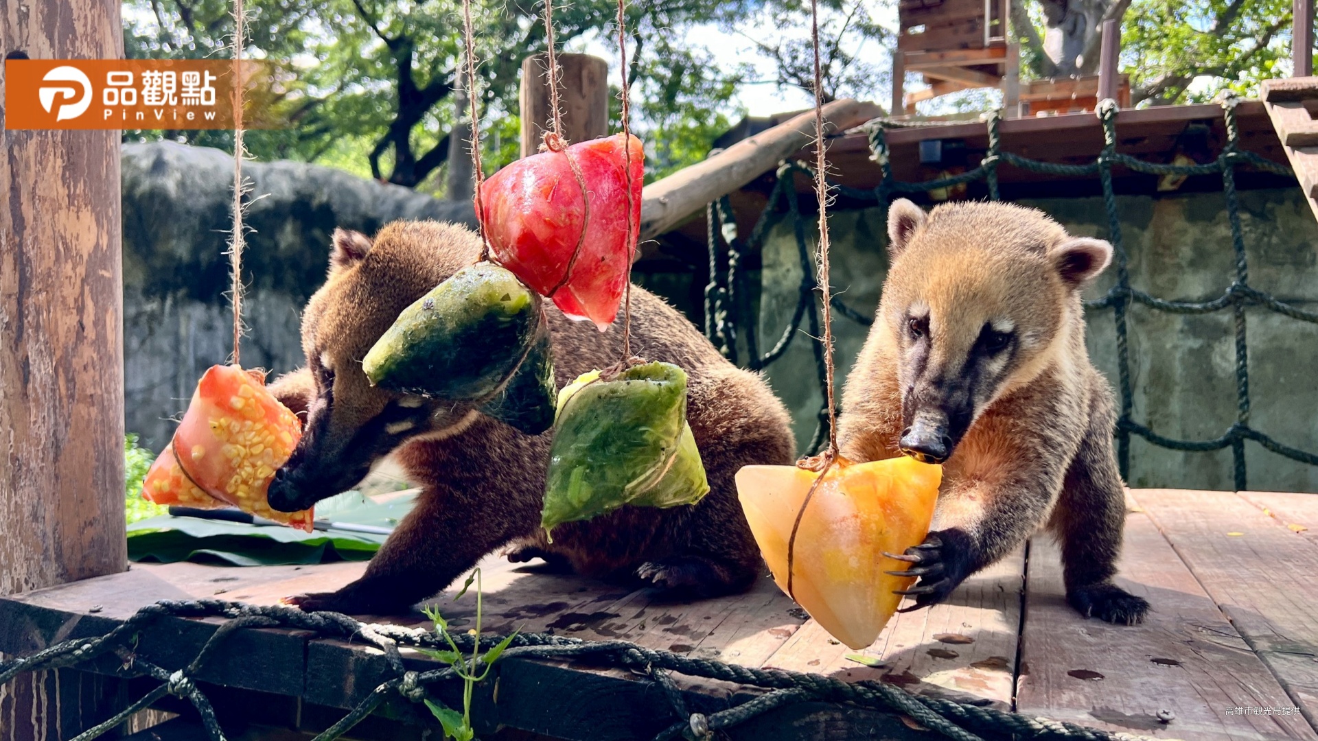 壽山動物園端午特製動物粽 黑猩猩互贈菜粽甜蜜放閃