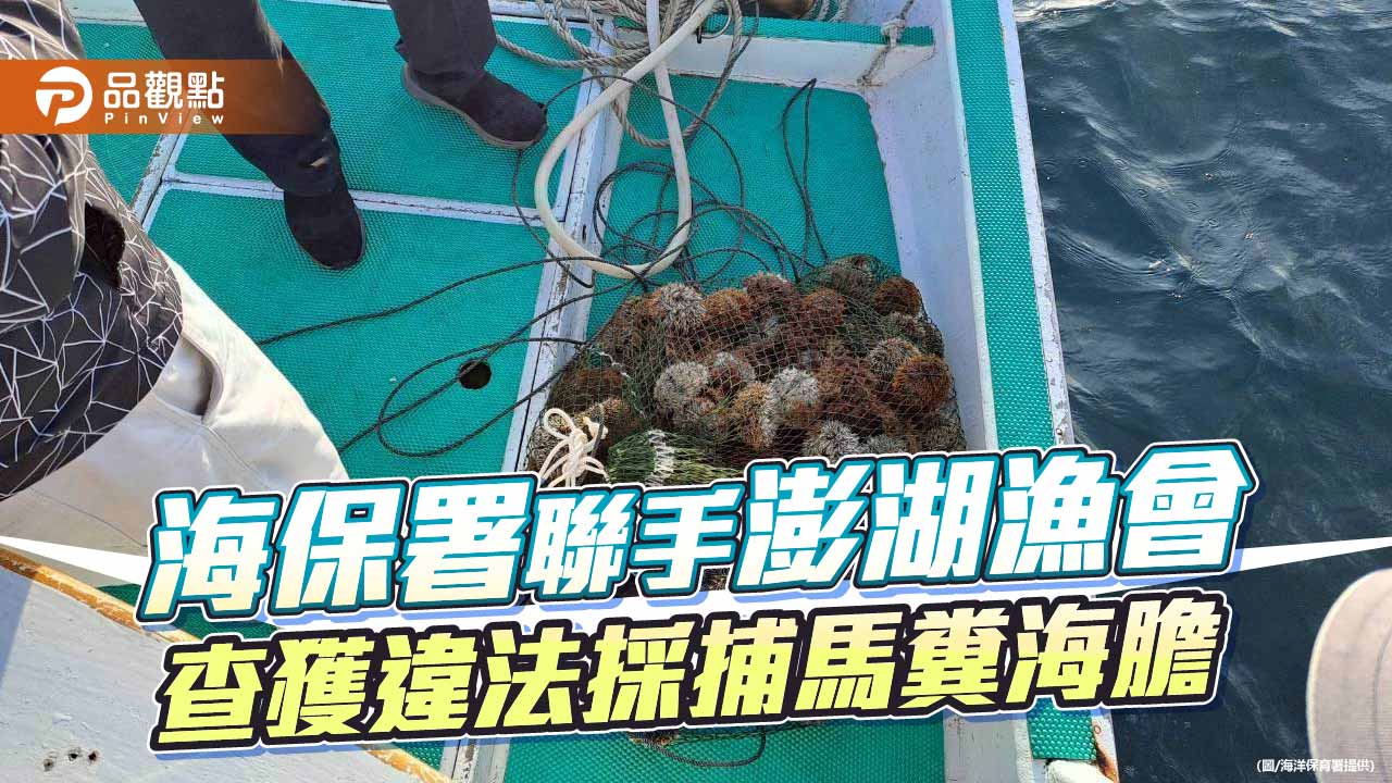 海空聯防奏效　澎湖查獲違法採捕154顆馬糞海膽